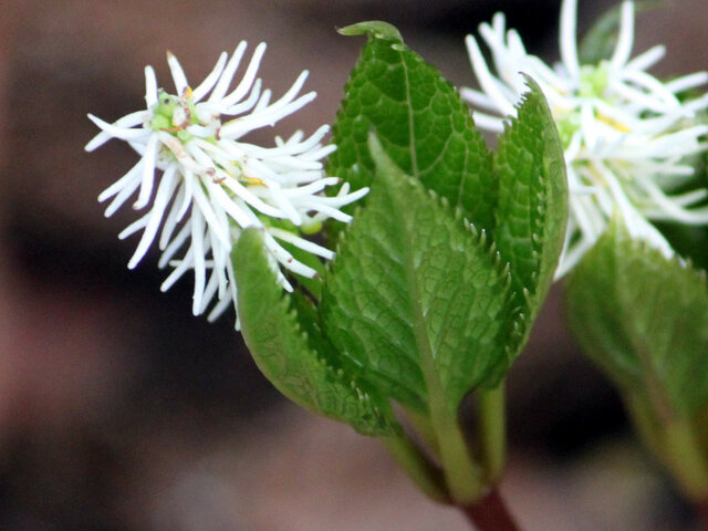 Chloranthus japonicus