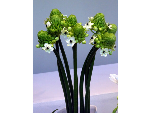 オーニソガラム アラビカム Ornithogalum Arabicum かぎけん花図鑑