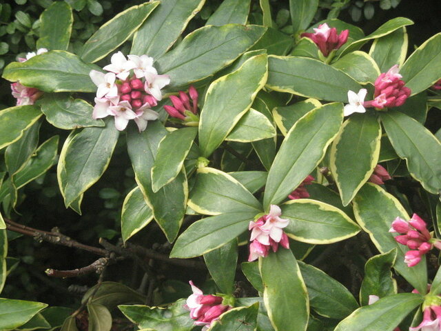 沈丁花のブログ かぎけん花図鑑