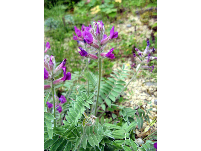 Oxytropis megalantha