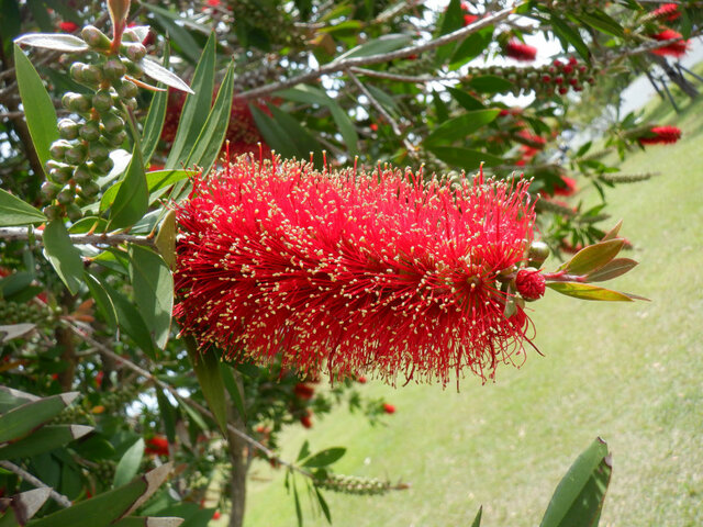 Callistemon speciosus