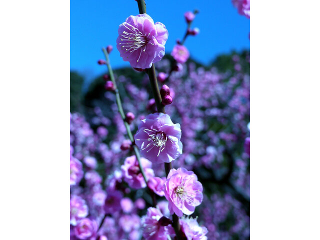 Prunus mume 'Mikaikou'