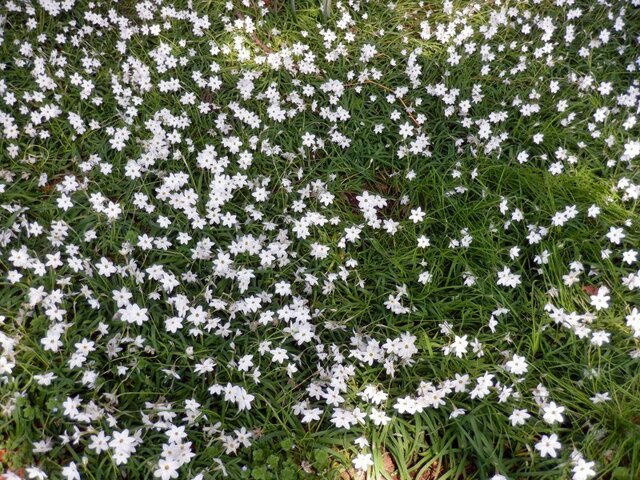ハナニラ | Ipheion uniflorum | かぎけん花図鑑