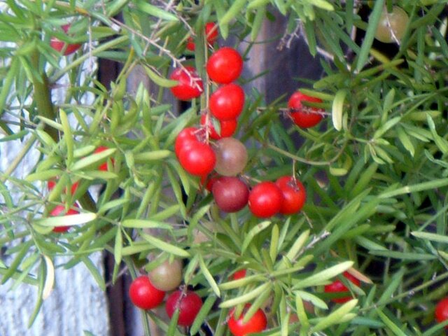 Asparagus fern