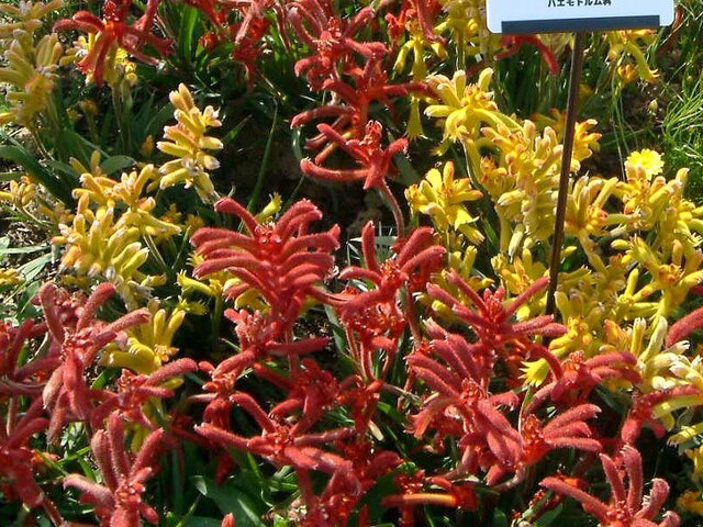 Kangaroo paw