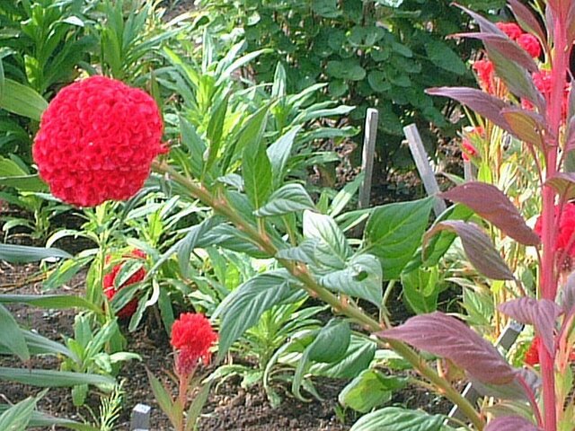 久留米鸡冠花