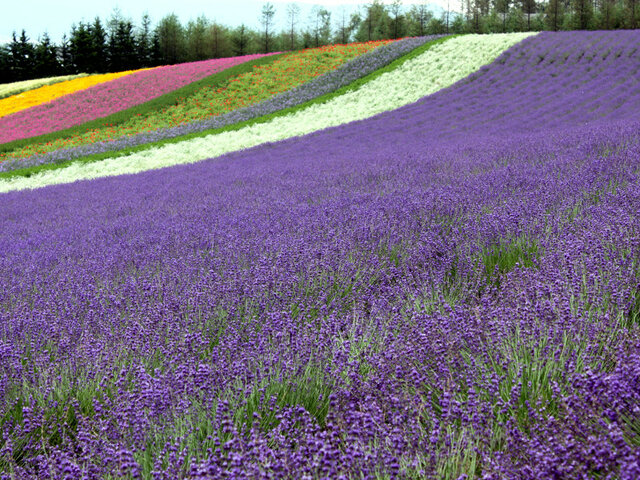 English Lavender