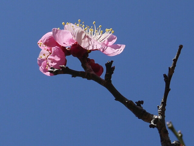 Prunus mume 'Michishirube'
