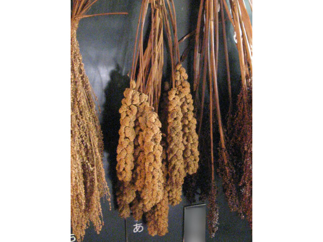 Foxtail millet