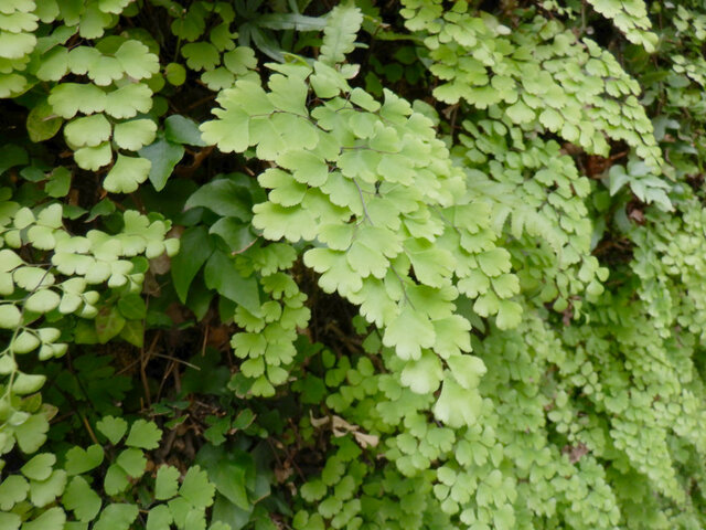 Adiantum pedatum