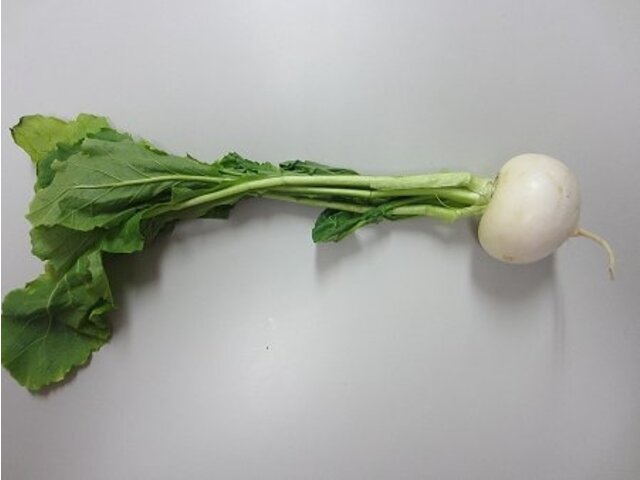 カブ Brassica Rapa Var Glabra かぎけん花図鑑