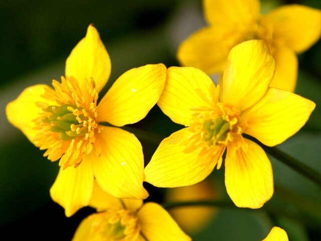 2月18日の誕生花 金鳳花 金魚草 蒲公英 アルストロメリア 科技研花图画书