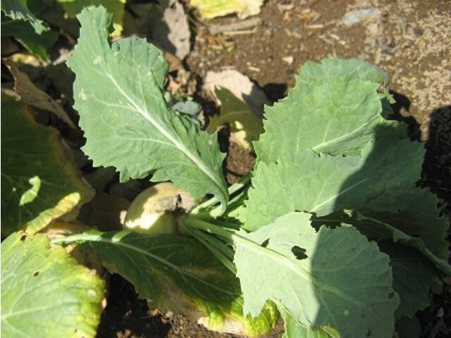 カブ Brassica Rapa Var Glabra かぎけん花図鑑