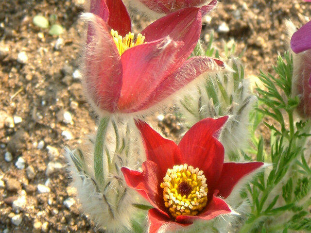 Pulsatilla cernua