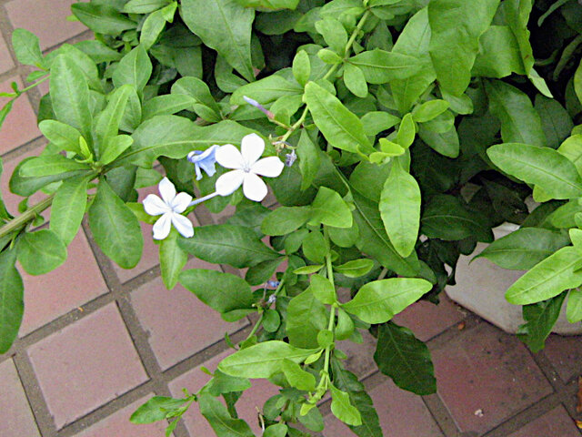 Plumbago auriculata