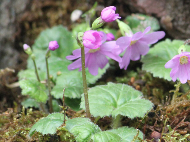 Primula reinii