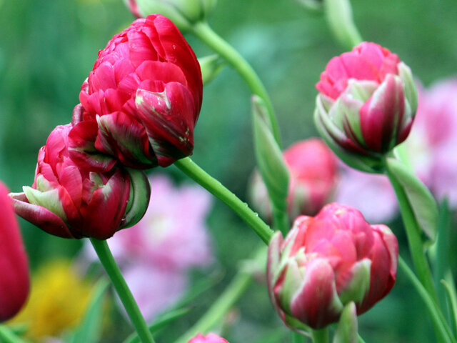 Tulip  RenownUnique