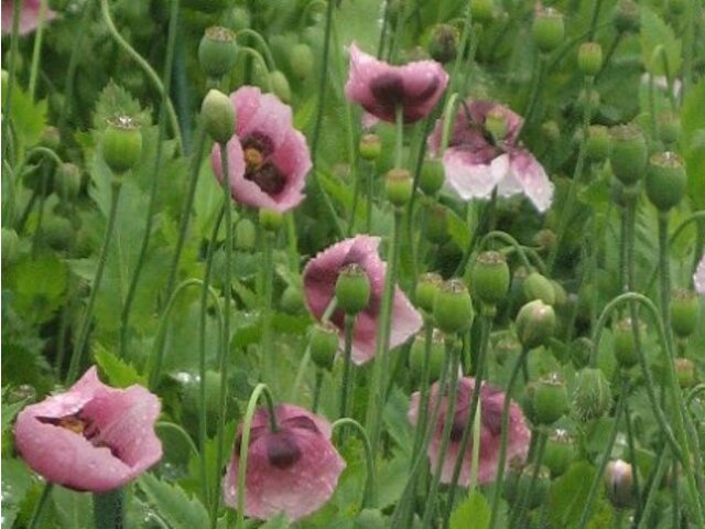 Papaver setigerum