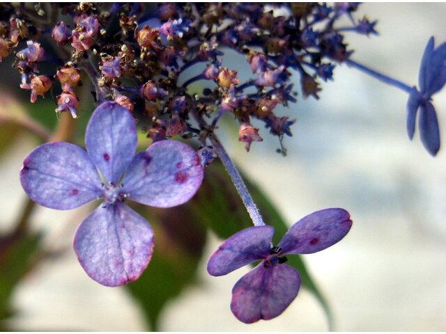 Hydrangea