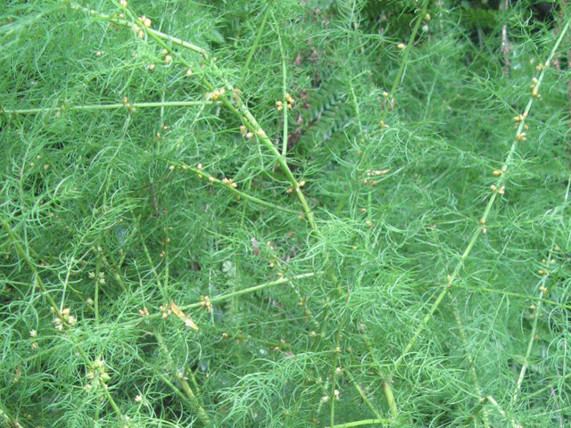 Asparagus schoberioides