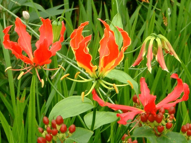 アフリカ原産の花 かぎけん花図鑑