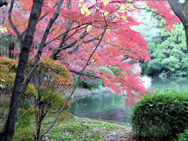 鸡爪槭