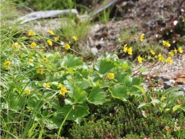 高山水杨梅 Geum Calthifolium Var Nipponicum 科技研花图画书