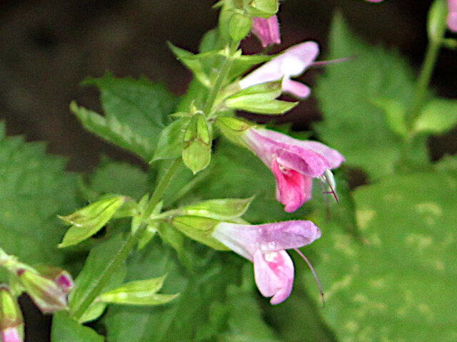 Salvia glabrescens