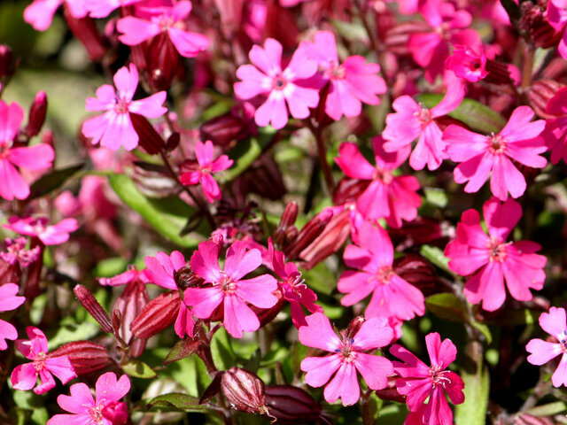 Silene pendula