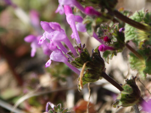 henbit dead-nettle