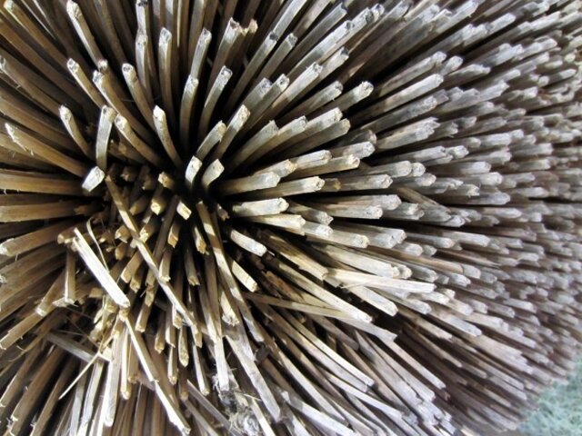 グラスツリー Xanthorrhoea Preissii かぎけん花図鑑 グラスツリー Xanthorrhoea Preissii かぎけん花図鑑