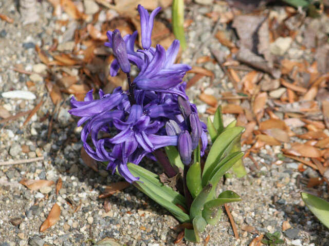 Roman hyacinth