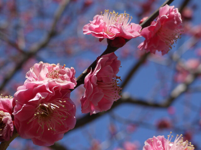 3月6日梅31.梅 寒紅梅