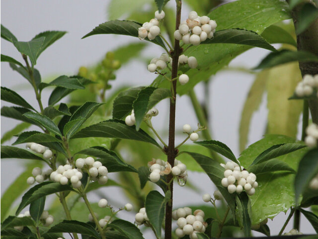 Japanese beautyberry albibacca