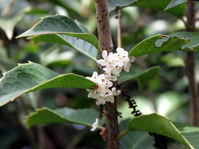 Osmanthus fortunei