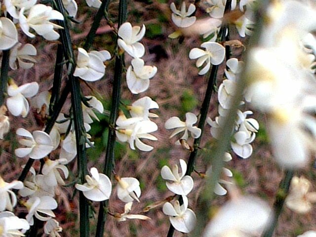 white broom