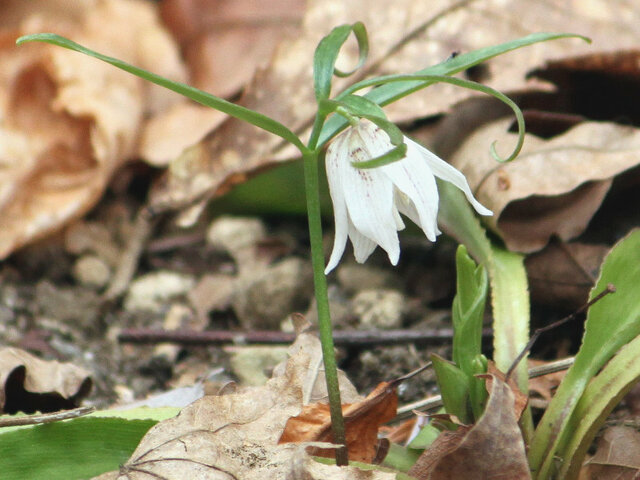 Fritillaria japonica