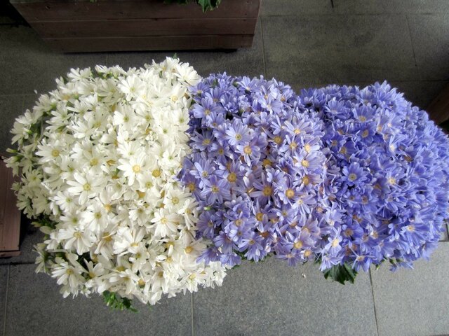 Florist's Cineraria