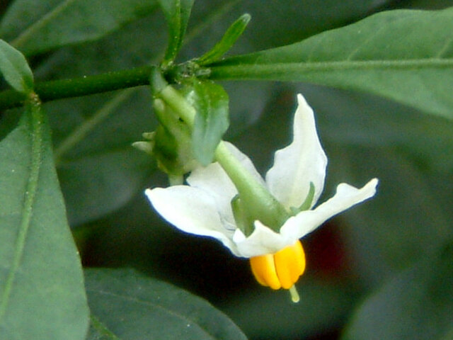 Jerusalem cherry | Solanum pseudocapsicum | Flower Database