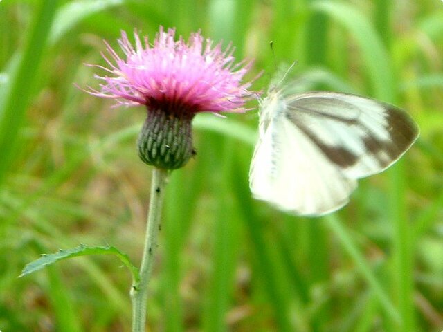 Cirsium japonicum