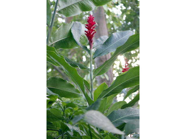 Alpinia purpurata