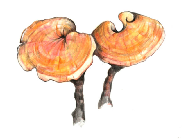 Ganoderma lucidum