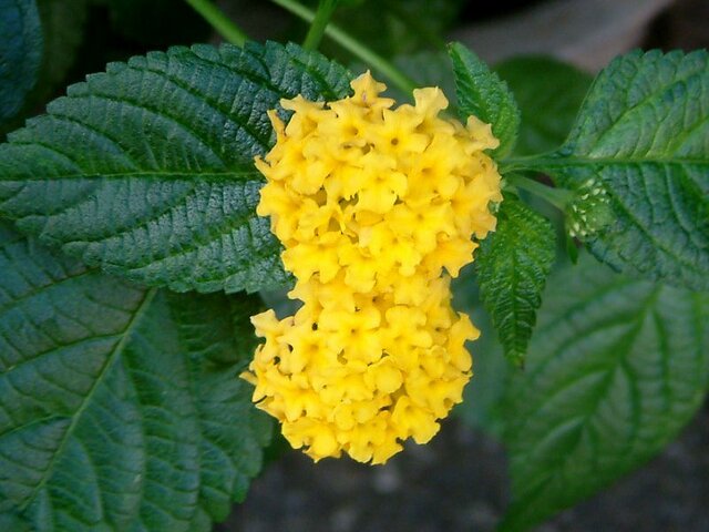 Lantana