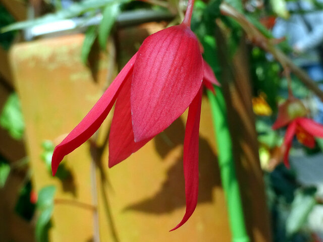 球根ベゴニア ボリビエンシス Begonia X Tuberhybrida Cv Boliviensis かぎけん花図鑑 球根ベゴニア ボリビエンシス Begonia X Tuberhybrida Cv Boliviensis かぎけん花図鑑