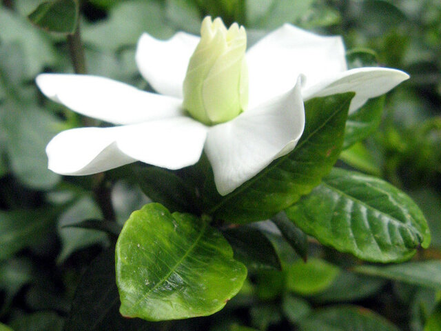 Gardenia radicans