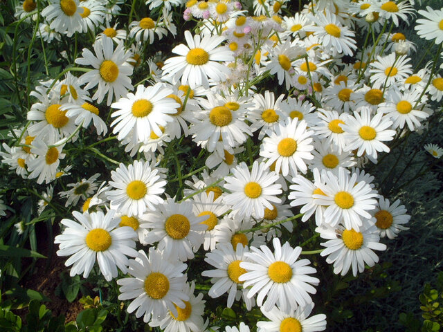 Marguerite