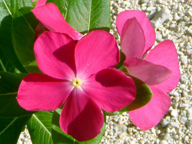 誕生花　7月30日　日々草、他