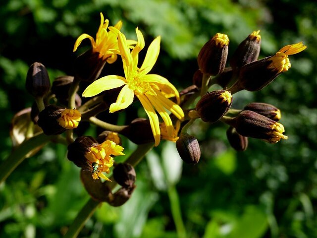 Ligularia dentata