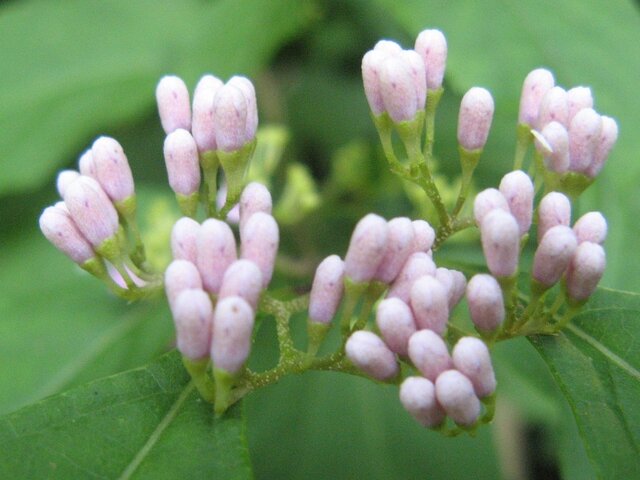 Japanese beautyberry