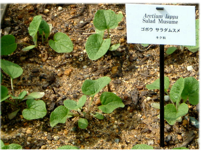 Edible burdock